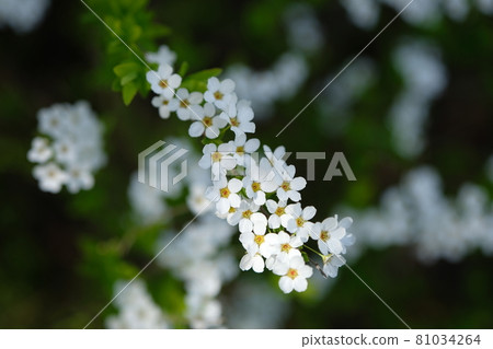 宣布春天到來的繡線菊 81034264