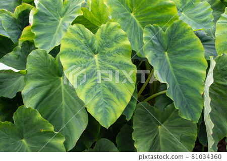 Colocasia esculenta or taro or kalo tropical edible plant leaves Colocasia esculenta or taro or kalo tropical edible plant leaves 81034360