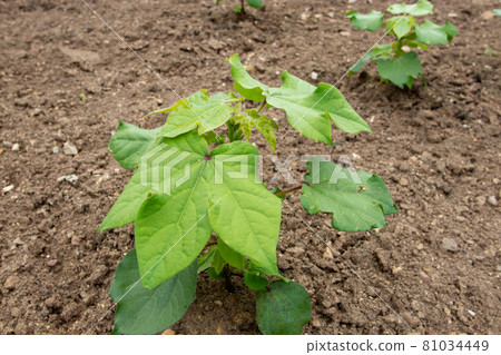 Gossypium hirsutum or upland cotton or Mexican cotton young plants at the plantation 81034449