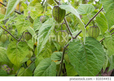Physalis peruviana or goldenberry or Cape gooseberry plants 81034451