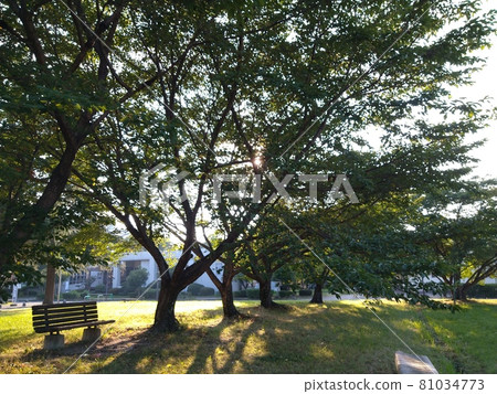Morning park Morning park 81034773