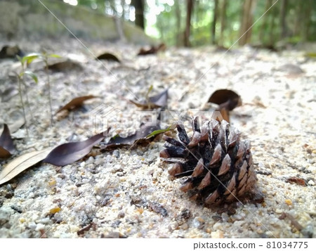 Pine cones found in the mountains Pine cones found in the mountains 81034775