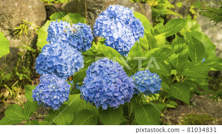 繡球花文字空間 山口縣幸德禪寺 81034831