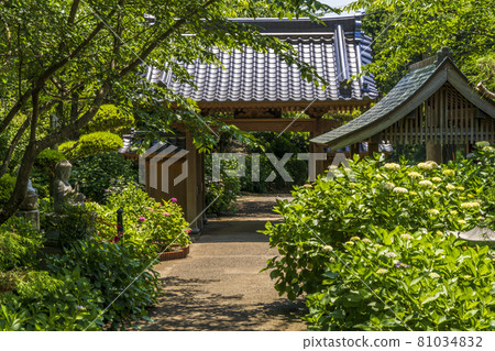 Hydrangea text space Kotokuzen Temple, Yamaguchi Prefecture 81034832