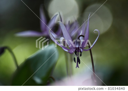 Satoyama fairy 81034840