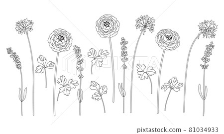 Monochrome Different Flowers on Stems Set Monochrome Different Flowers on Stems Set 81034933