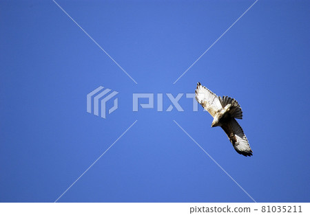 宮城縣七森市里山生物，禿鷹在藍天中翩翩起舞 81035211