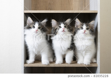 三隻挪威森林貓小貓在一個彩色盒子裡 81035228