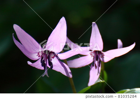 Satoyama fairy Satoyama fairy 81035284