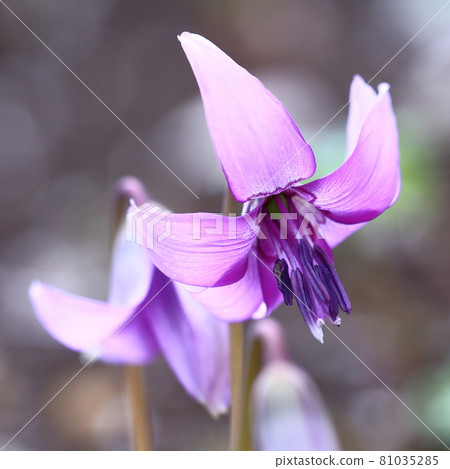 Satoyama fairy Satoyama fairy 81035285