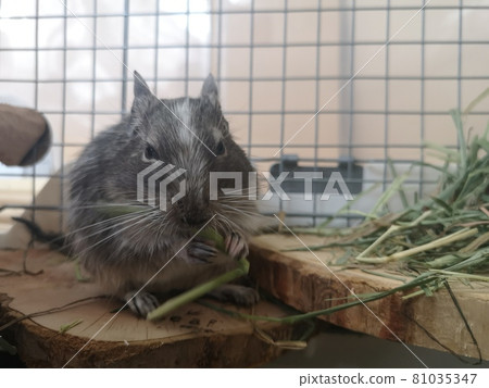 Degu Degu 81035347