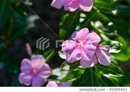 Nichinichiso Nichinichiso 81035413