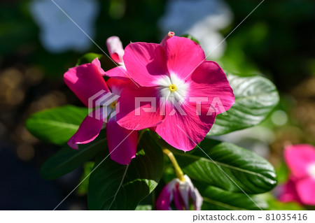 Nichinichiso Nichinichiso 81035416