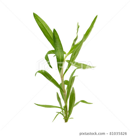 Fresh tarragon herbs, Tarragon herbs close up isolated on white background 81035826