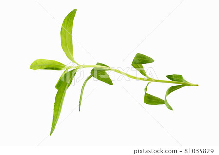Fresh tarragon herbs, Tarragon herbs close up isolated on white background Fresh tarragon herbs, Tarragon herbs close up isolated on white background 81035829