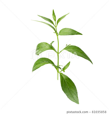 Green Chirayta, king of bitters leaf isolated on awhite background 81035858