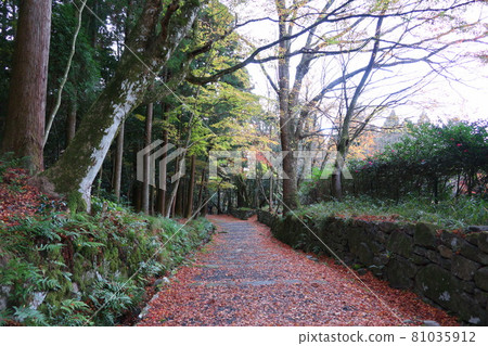秋葉,滋賀縣江東宮山市百齋寺 秋葉,滋賀縣江東宮山市百齋寺 81035912