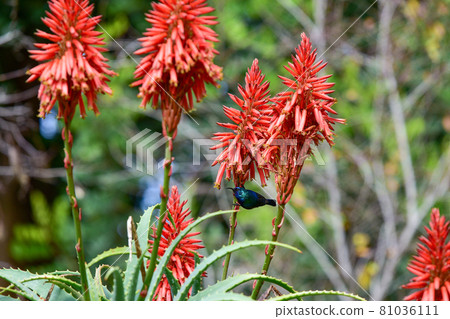 Blooming aloe vera with a Palestinian nectary bird. Blooming aloe vera with a Palestinian nectary bird. 81036111