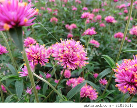 貢弗雷納 貢弗雷納 81036113