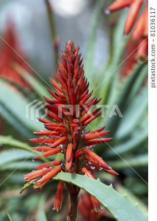 Blossoming thrickets of a herb Aloe Vera Blossoming thrickets of a herb Aloe Vera 81036117