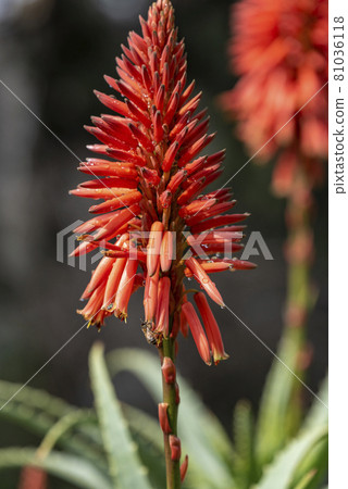 Blossoming thrickets of a herb Aloe Vera 81036118