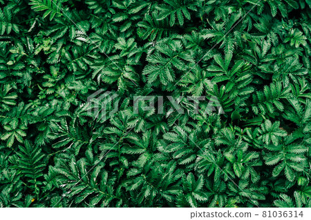 Dark green leaves pattern background, Natural background and wallpaper. Black tropical abstract green grass texture. Ornamental plant in the garden. Eco wall. Organic natural background. Dark green leaves pattern background, Natural background and wallpaper. Black tropical abstract green grass texture. Ornamental plant in the garden. Eco wall. Organic natural background. 81036314