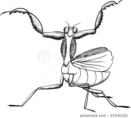 mantis vector  insect, black line isolated on white 81036382