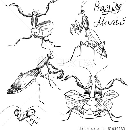 set of outline mantis insect sketches on white 81036383