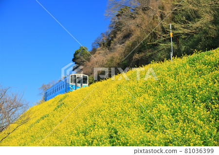 [愛媛縣]晴空下的漆油油菜田和火車 81036399