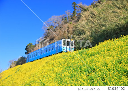 [Ehime Prefecture] Urusumi Canola Field and Train under clear skies 81036402