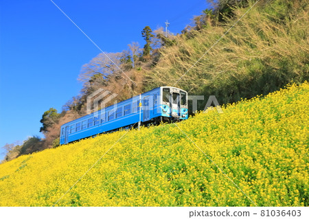 [Ehime Prefecture] Urusumi Canola Field and Train under clear skies 81036403