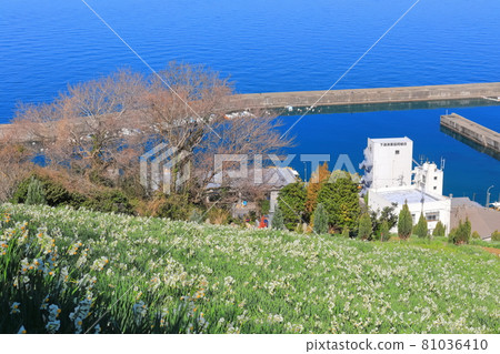 [Ehime Prefecture] Japan Narcissus Flower Opening Road 81036410