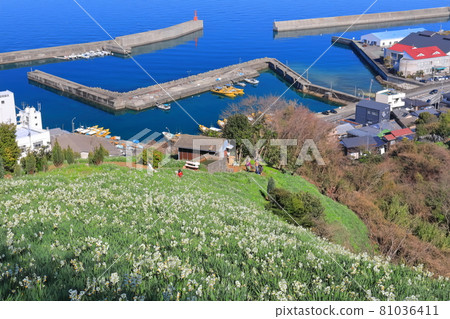 [Ehime Prefecture] Japan Narcissus Flower Opening Road 81036411