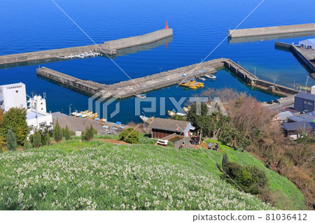 [Ehime Prefecture] Japan Narcissus Flower Opening Road 81036412