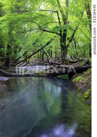 Oike Spring Group (Yufu City, Oita Prefecture), which is certified as one of the 100 best waters in Japan 81036436