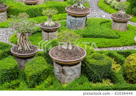 Colorful trees decorate beautifully in the garden. 81036444