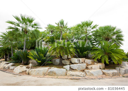 Design background forest garden stone ornamental garden 81036445