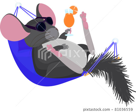 chinchilla relaxed in hammock isoded on white chinchilla relaxed in hammock isoded on white 81036559