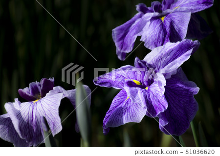 Ayame Itako Ayame Garden Ayame Itako Ayame Garden 81036620
