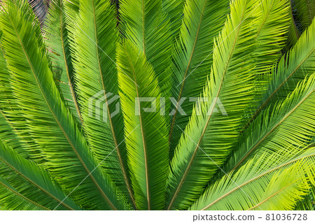 Garden cycad leaf arrangement for a green background pattern 81036728