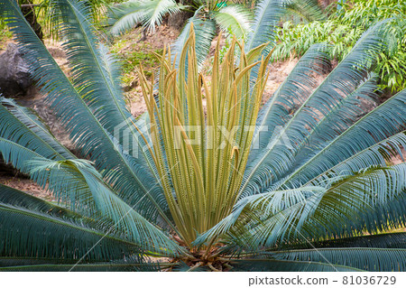 Garden cycad leaf arrangement for a green background pattern 81036729