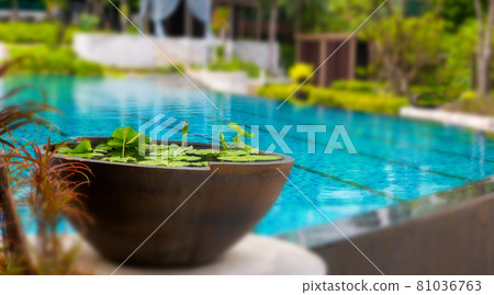 Lotus planting basin in the garden of the hotel Lotus planting basin in the garden of the hotel 81036763