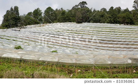 Greenhouses for growing plants to showcase tourists 81036861