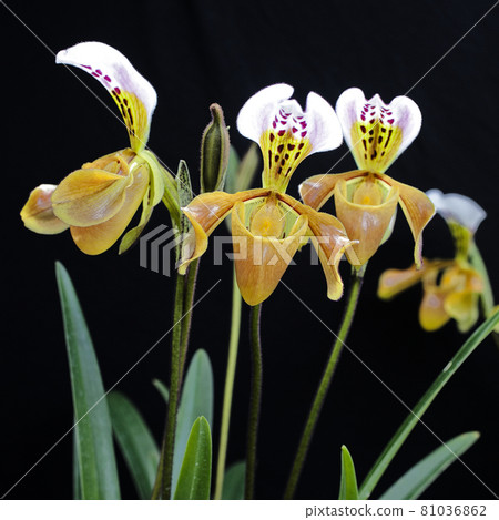 Paphiopedilum villosum for show in the garden 81036862