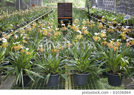 Paphiopedilum villosum for show in the garden Paphiopedilum villosum for show in the garden 81036864