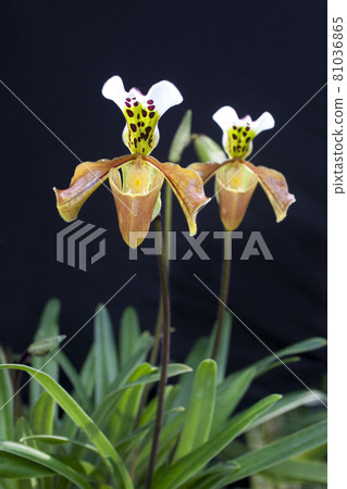 Paphiopedilum villosum for show in the garden Paphiopedilum villosum for show in the garden 81036865