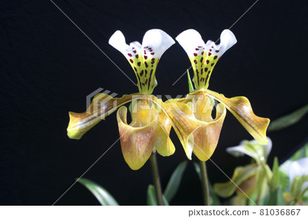 Paphiopedilum villosum for show in the garden Paphiopedilum villosum for show in the garden 81036867