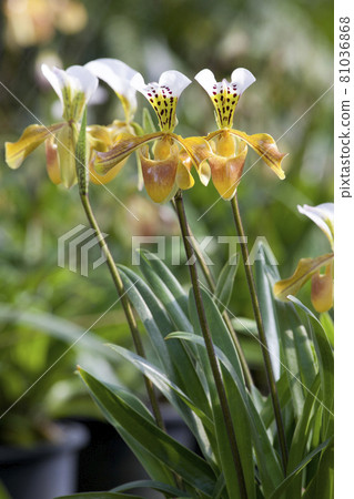 Paphiopedilum villosum for show in the garden Paphiopedilum villosum for show in the garden 81036868