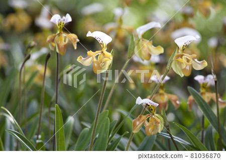 Paphiopedilum villosum for show in the garden Paphiopedilum villosum for show in the garden 81036870