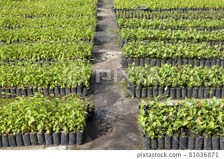 Saplings in the National Park planting plots Saplings in the National Park planting plots 81036871